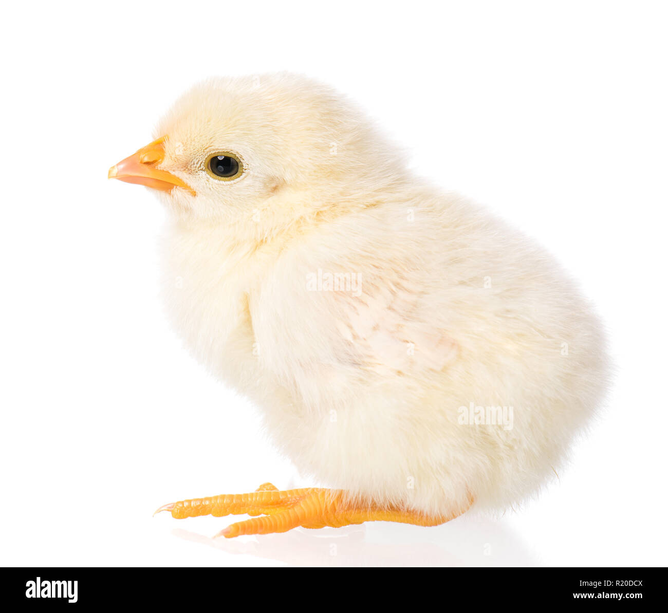 Nouveau-né sur fond blanc de poulet Banque D'Images Nouveau-né sur fond blanc de poulet Banque D'Images