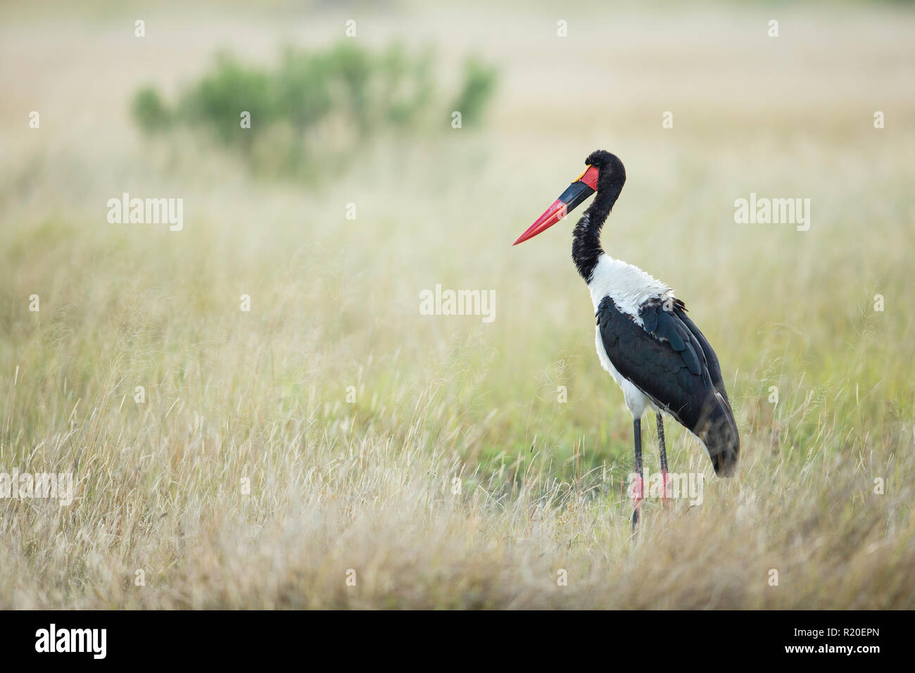 Saddle-billed stork (Ephippiorhynchus senegalensis), Moremi, Botswana Banque D'Images