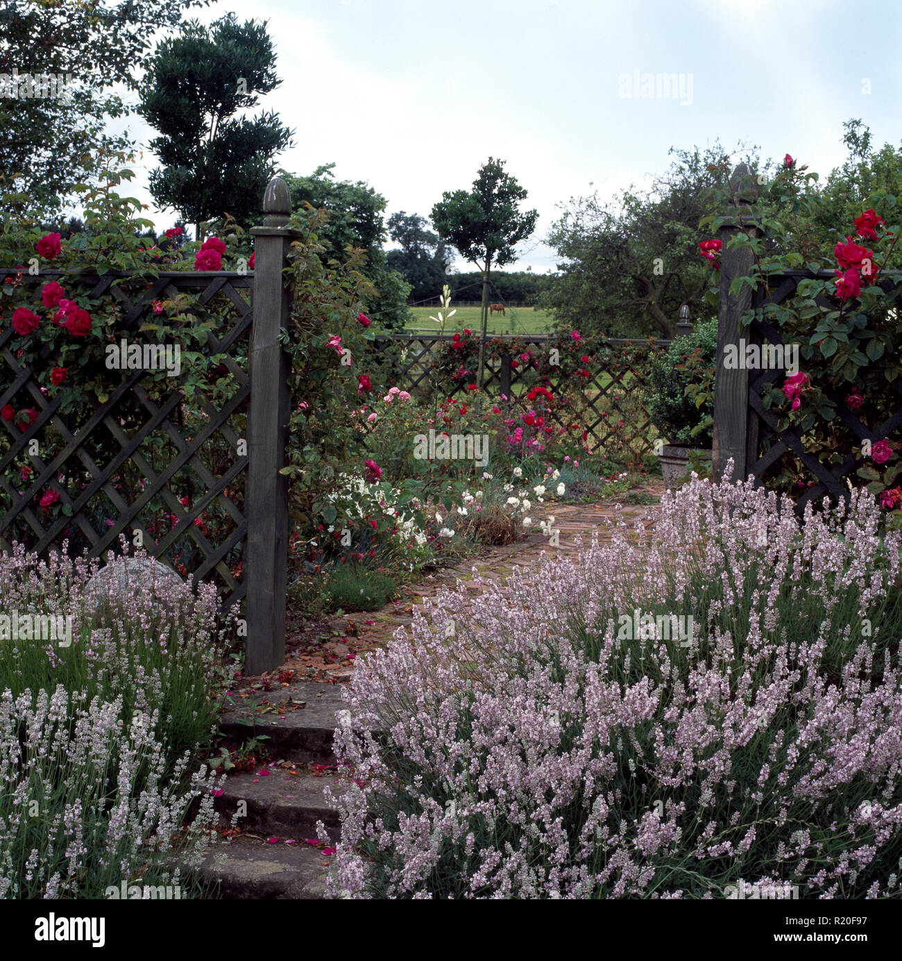 Lavande mauve à côté d'étapes de pays avec jardin clôture en treillis Banque D'Images