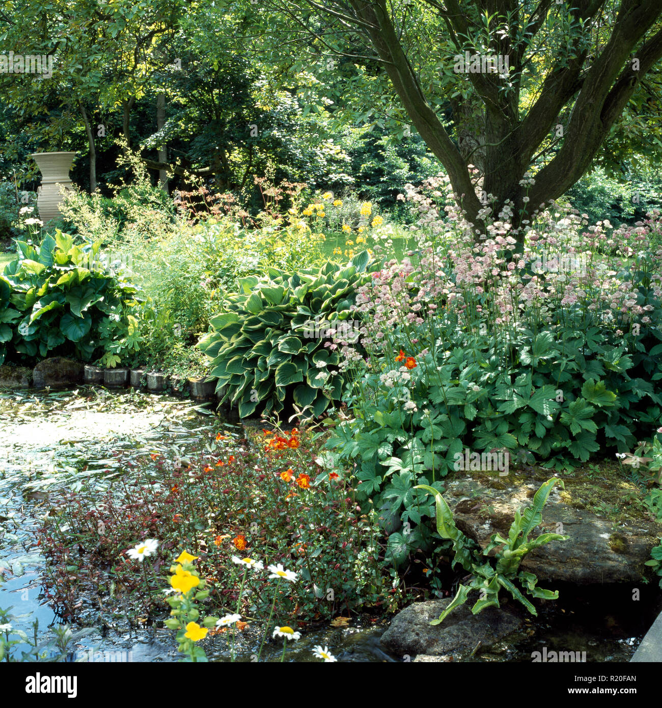 Astrantia et hostas sous petit arbre à côté piscine Banque D'Images