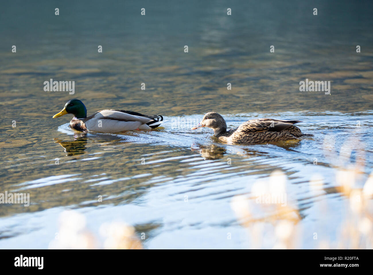Canards nager dans le lac. Canard colvert mâle et femelle Banque D'Images