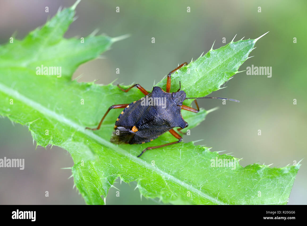 Bug de la forêt ou à pattes rouges, shieldbug Pentatoma rufipes Banque D'Images
