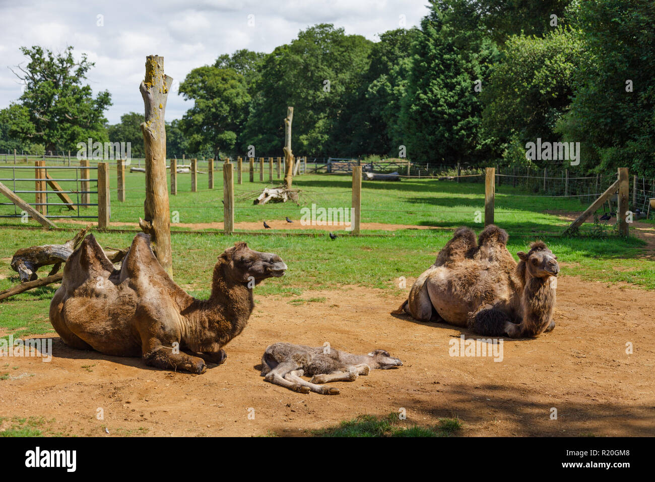 Chameau de Bactriane (Camelus bactrianus) Banque D'Images