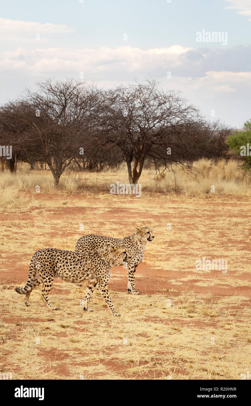 Afrique - deux guépards cheetah (Acinonyx jubatus ), espèces de gros chat, Okonjima réserve naturelle, la Namibie Afrique du Sud Banque D'Images