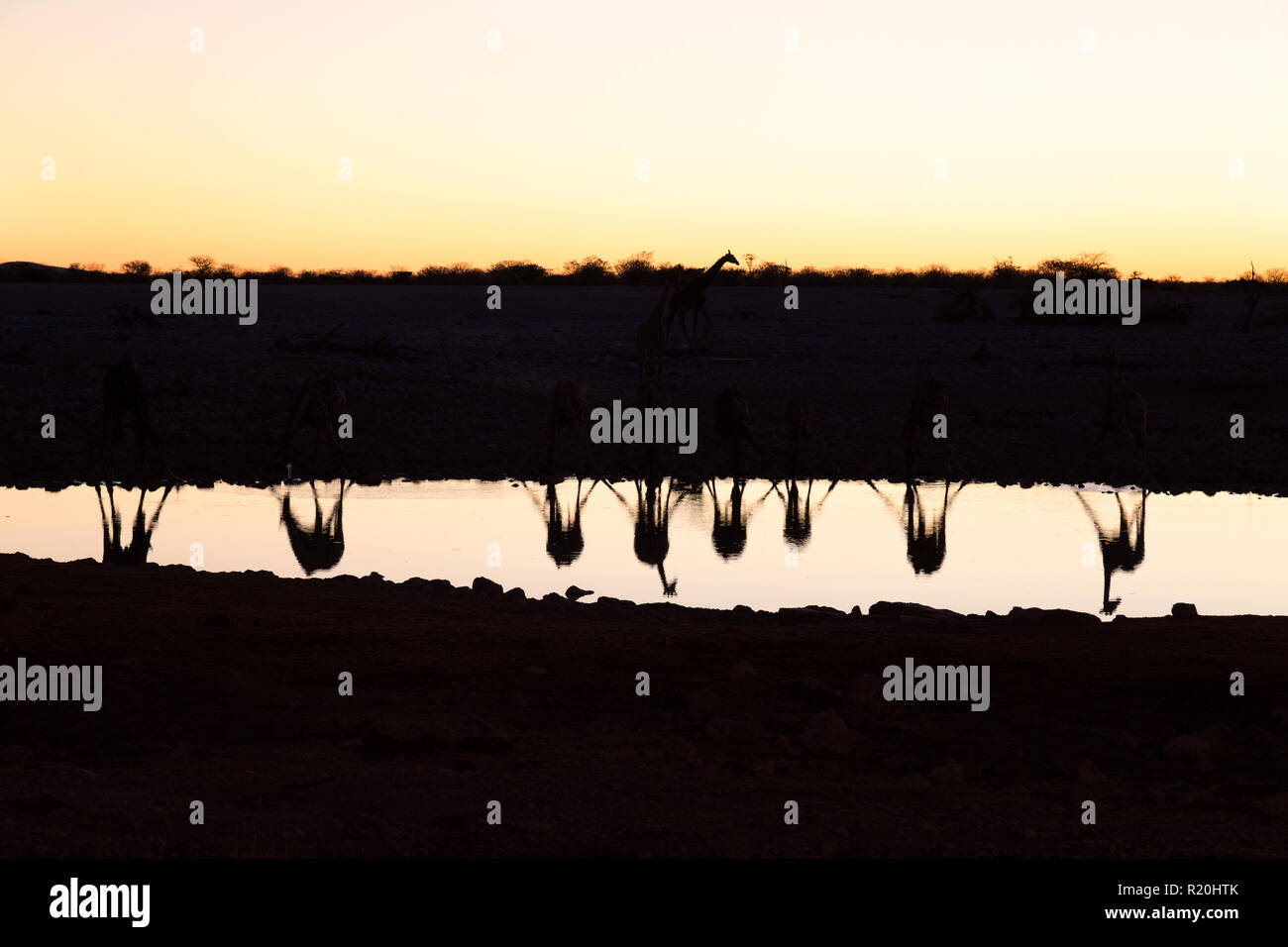 Voyage en Namibie - reflet des girafes buvant d'un trou d'eau au coucher du soleil, Okaukuejo, parc national d'Etosha, Namibie Afrique; trou d'eau pour animaux. Banque D'Images