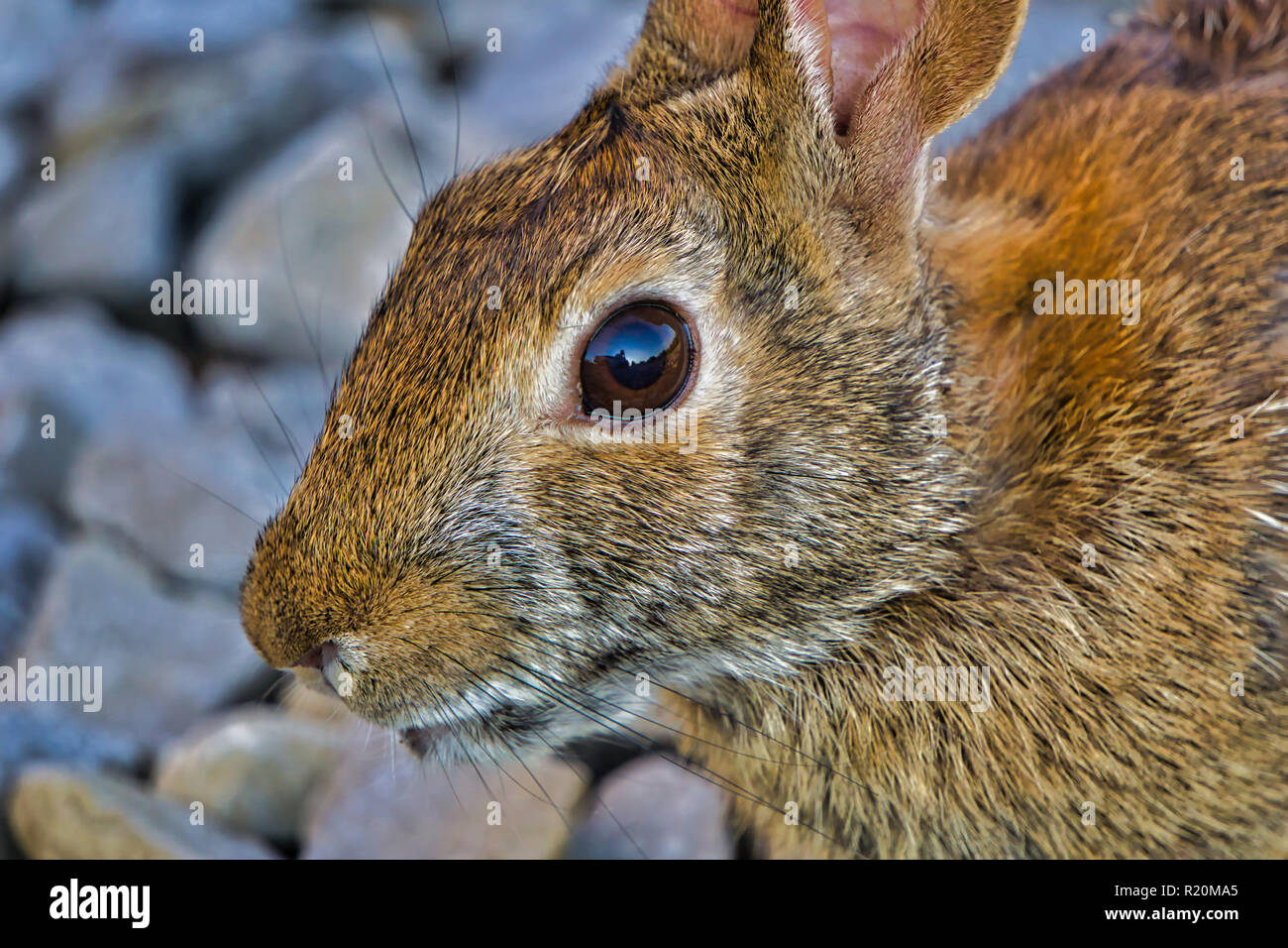 Voir le monde à travers les yeux de lapin Banque D'Images