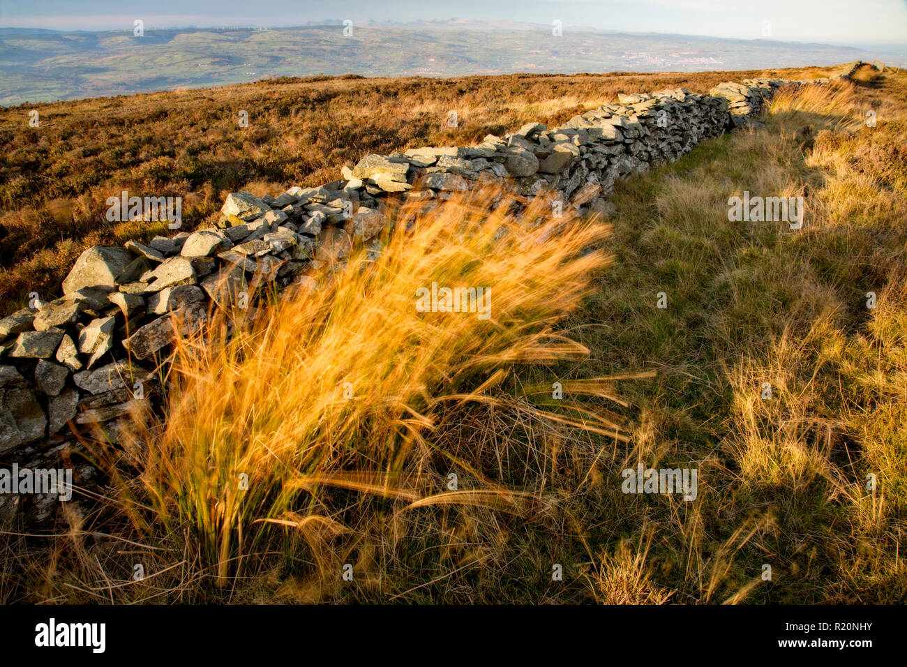 Mur de pierres sèches et en soufflant de l'herbe sur Moel Famau Mountain, au nord du Pays de Galles Banque D'Images