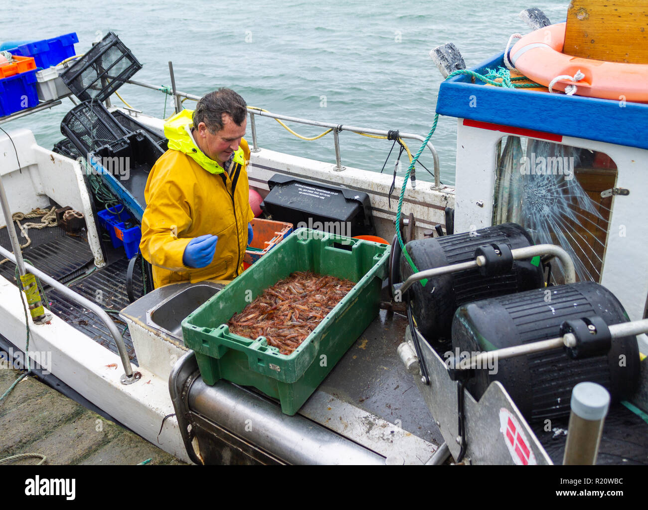 Pêcheur de crevettes landing ses prises de la journée de la crevette fraîche en Irlande Banque D'Images