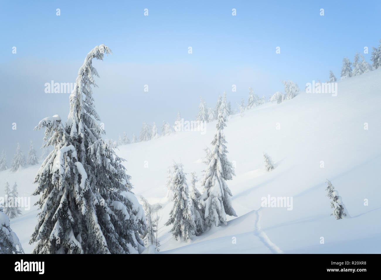 Contexte Avec l'hiver la nature. Sapins dans la neige sur la colline. Paysage avec une brume Banque D'Images