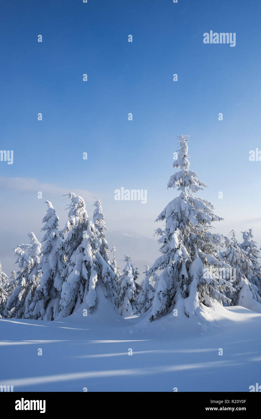 Forêt de sapins enneigés dans les montagnes. Paysage d'hiver avec des congères. Météo ensoleillée avec haze Banque D'Images