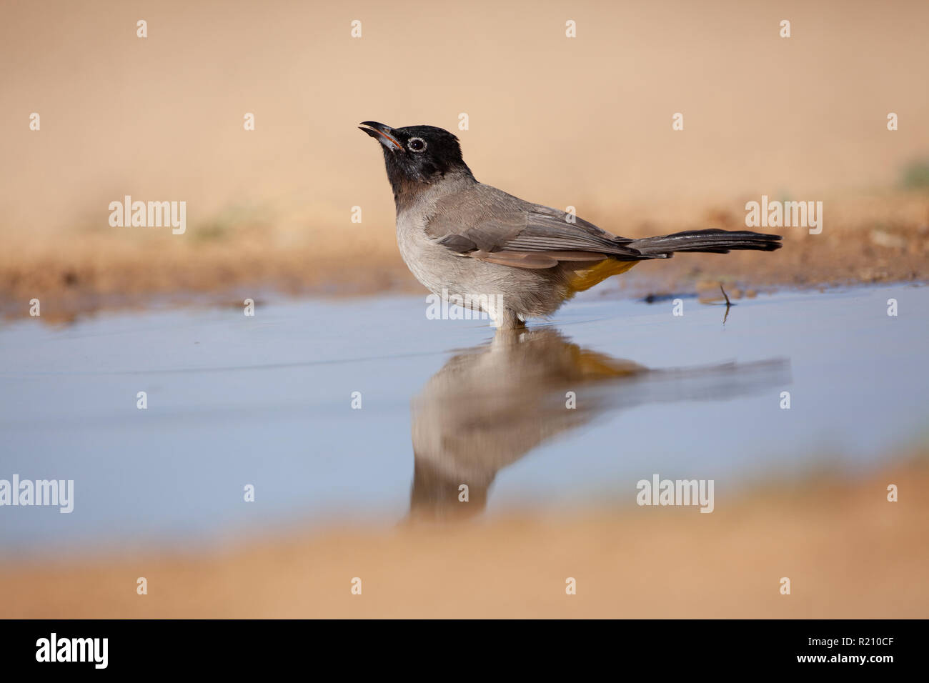 Bulbul à lunettes de l'eau potable (Pycnonotus xanthopygos) Banque D'Images