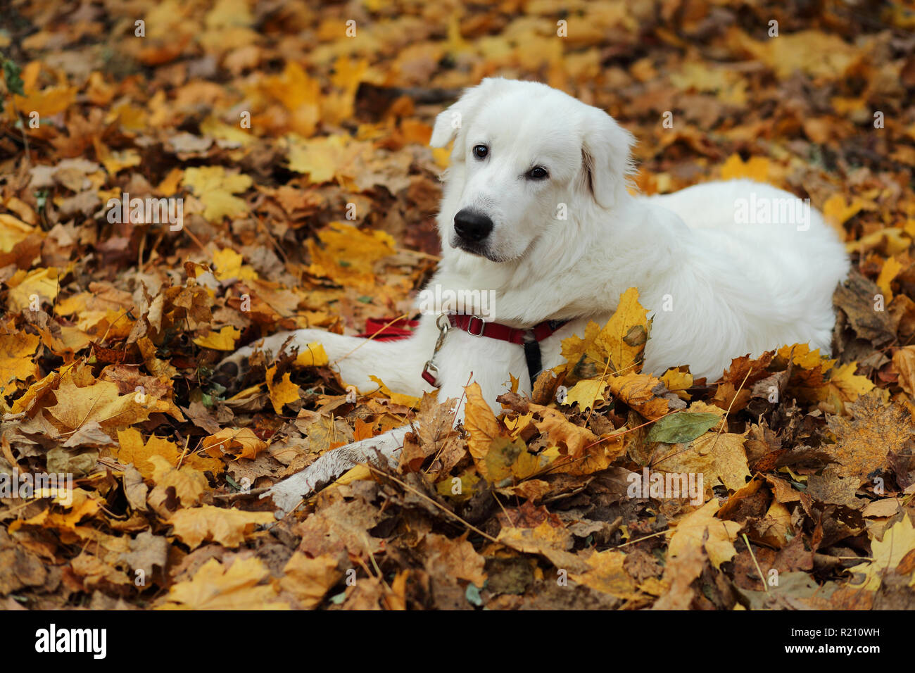 7 mois grand mix Pyrénées portant sur le terrain, entouré par des feuilles- photo prise en novembre. Le Sunnybrook Park, Toronto, Ontario, Canada. Banque D'Images