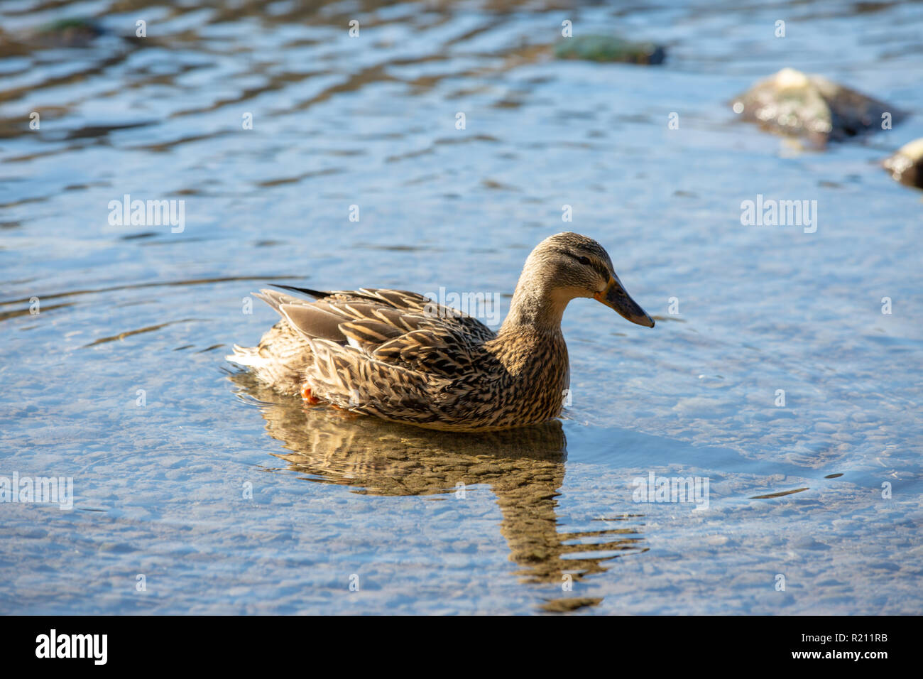 Piscine de canards sur l'eau dans la région de Lake District en Angleterre Banque D'Images