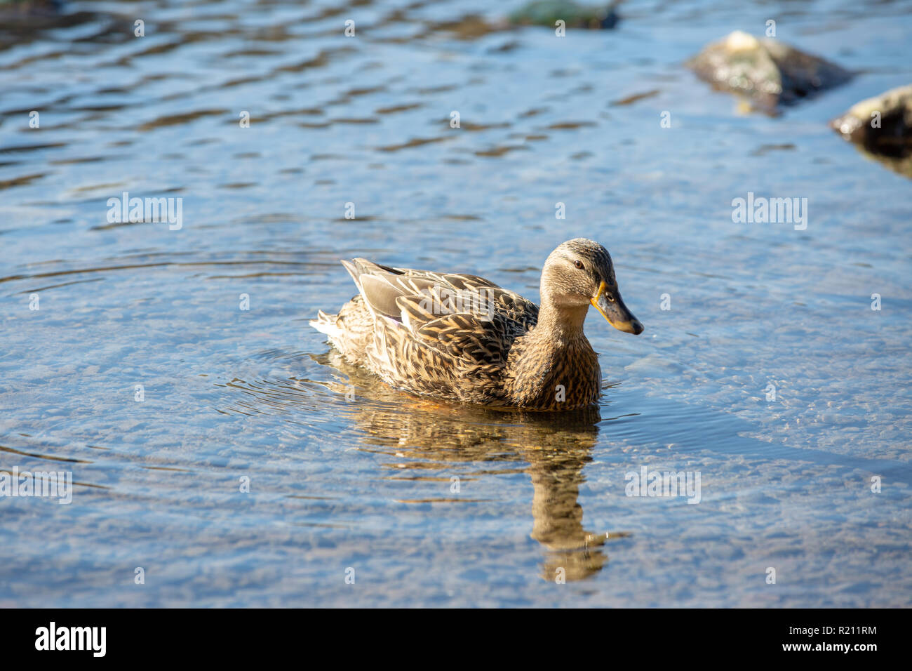 Piscine de canards sur l'eau dans la région de Lake District en Angleterre Banque D'Images