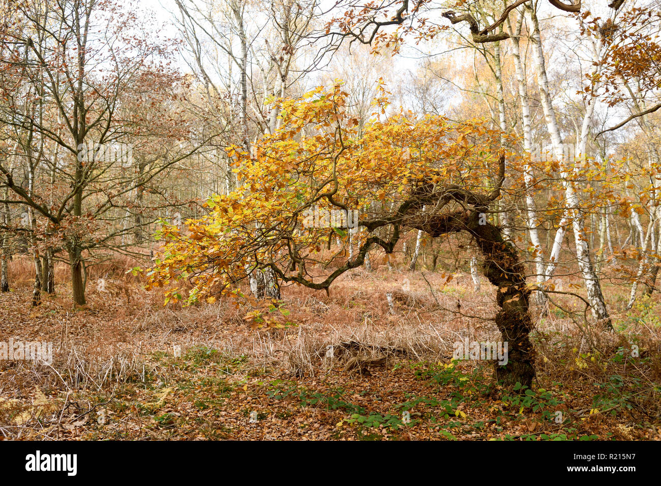 La Forêt de Sherwood Accueil du Grand Chêne et le nouveau centre de visiteurs ,UK. Banque D'Images
