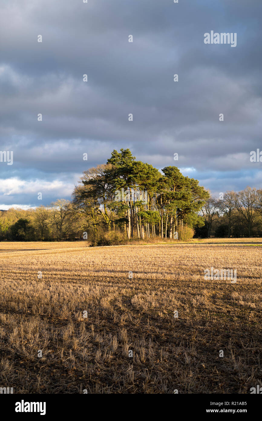 Les conifères en milieu rural et les chaumes de scène champ sous ciel nuageux de nuages de pluie dans la région des Cotswolds à Bruern, Oxfordshire, UK Banque D'Images