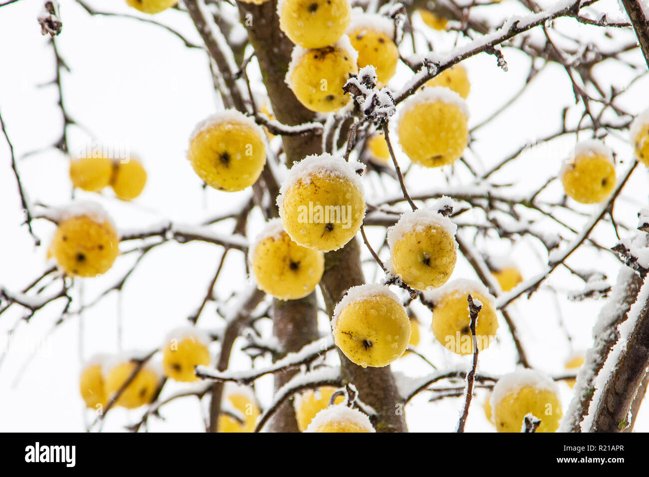 Les pommes suspendu à un arbre couvert de givre Banque D'Images