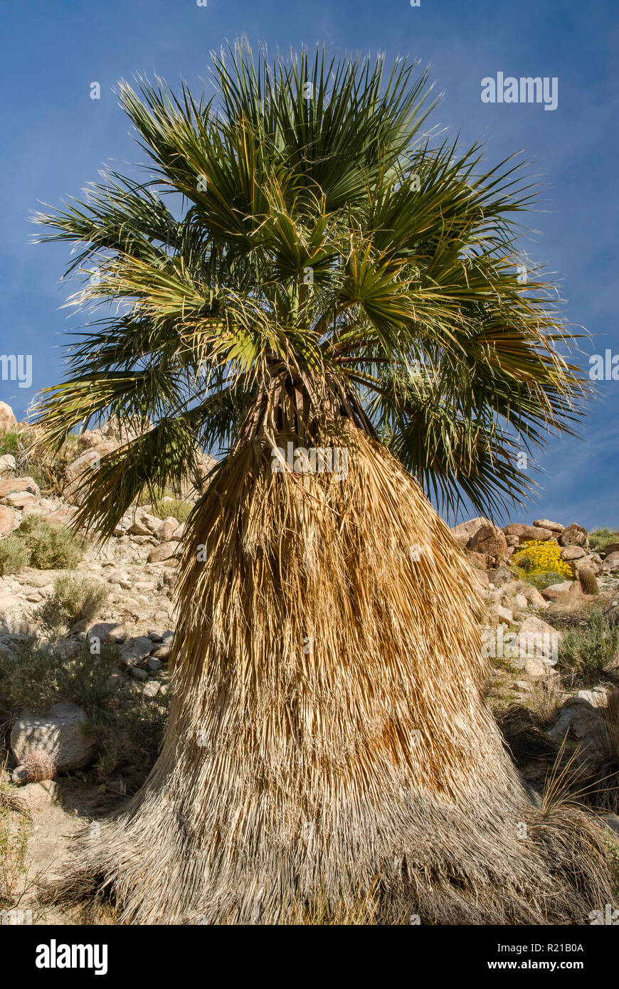 Ventilateur du désert à Palm Grove surprise dans Palm Springs Mountain area à Anza Borrego Desert Park, désert de Sonora, California, USA Banque D'Images