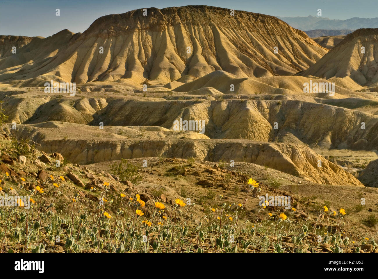 Tournesols fleurir dans le désert de l'est le printemps avec Mesa de Carrizo de Badlands Grottes du vent à Anza Borrego Desert zone State Park, Californie, USA Banque D'Images