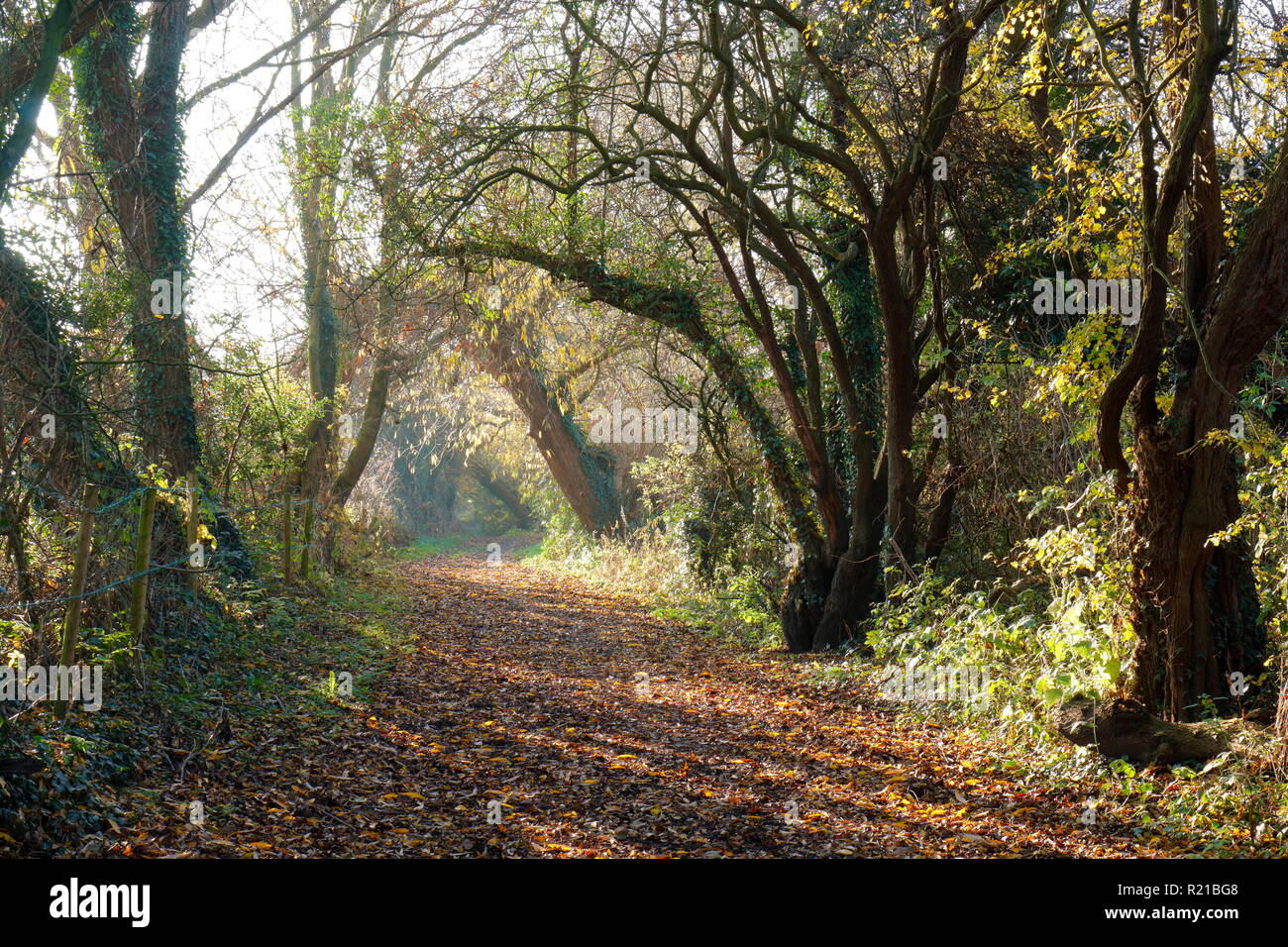 Un sentier de forêt en automne, Swillington,Leeds West Yorkshire, Banque D'Images