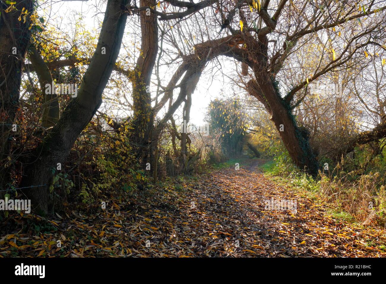 Un sentier de forêt en automne, Swillington,Leeds West Yorkshire, Banque D'Images