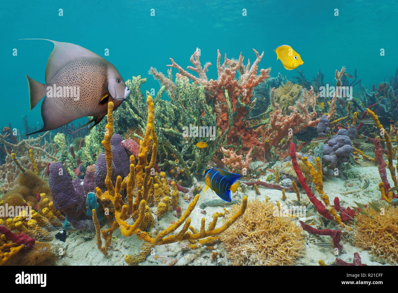 Vie marine colorée dans un récif de la mer des Caraïbes, d'éponges et de poissons tropicaux Banque D'Images