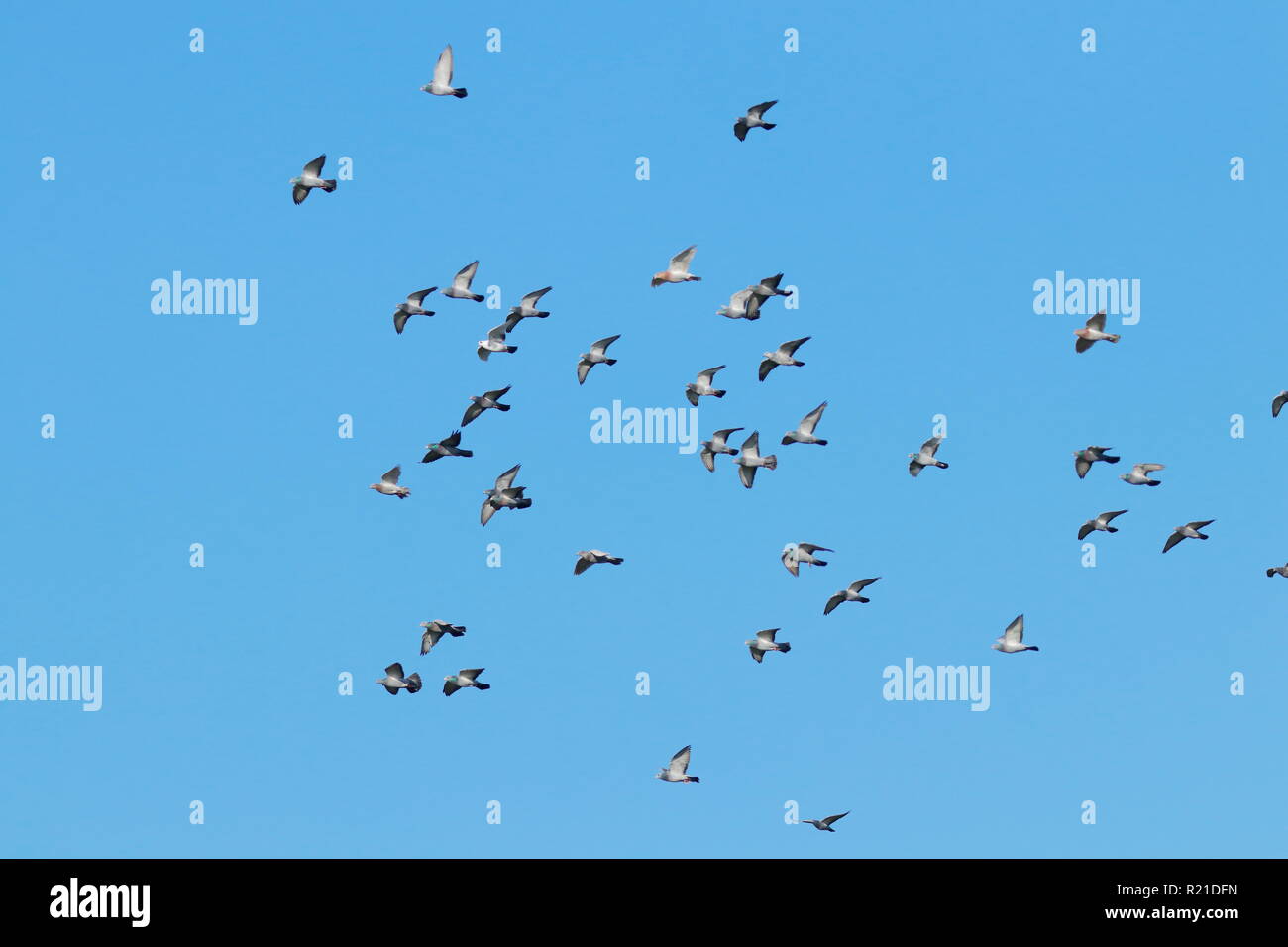 Un troupeau de pigeons sauvages battant autour de SWillington. Banque D'Images
