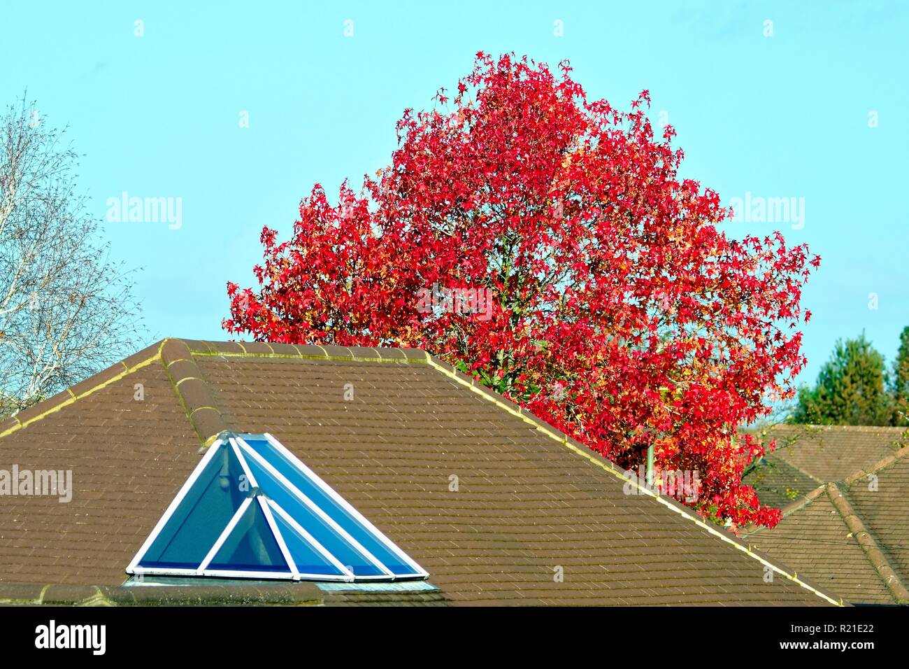 Liquidambar styraciflua ou arbre de gomme douce, dans le feuillage rouge d'automne au-dessus d'un toit de banlieue, Shepperton Surrey Angleterre Royaume-Uni Banque D'Images