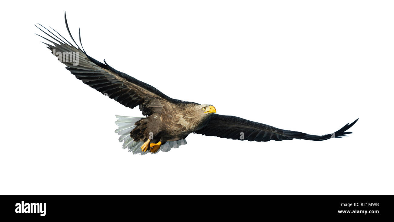 À queue blanche adultes en vol. Isolé sur fond blanc. Nom scientifique : Haliaeetus albicilla, également connu sous le nom de l'ern, erne, gray eagle, Eura Banque D'Images