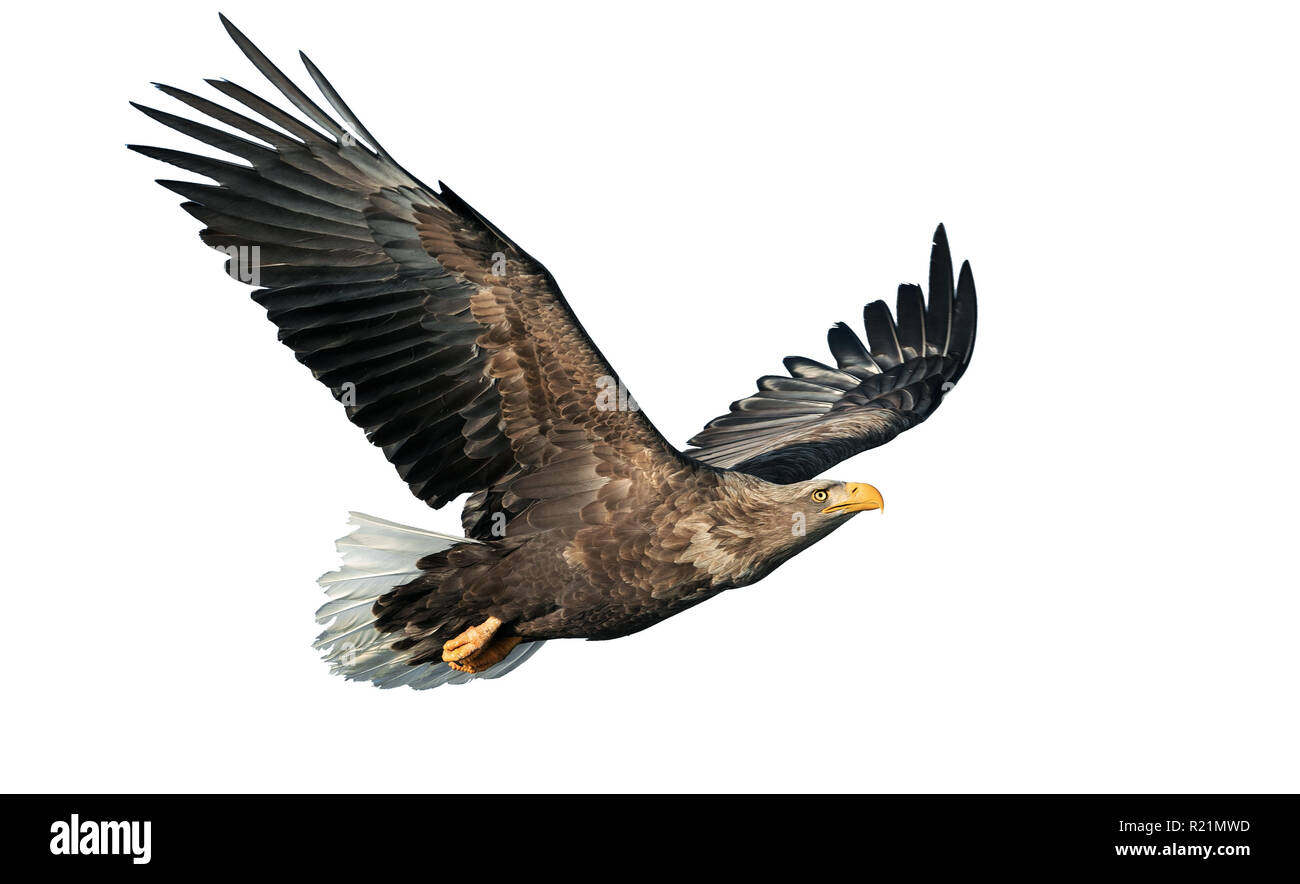 À queue blanche adultes en vol. Isolé sur fond blanc. Nom scientifique : Haliaeetus albicilla, également connu sous le nom de l'ern, erne, gray eagle, Eura Banque D'Images