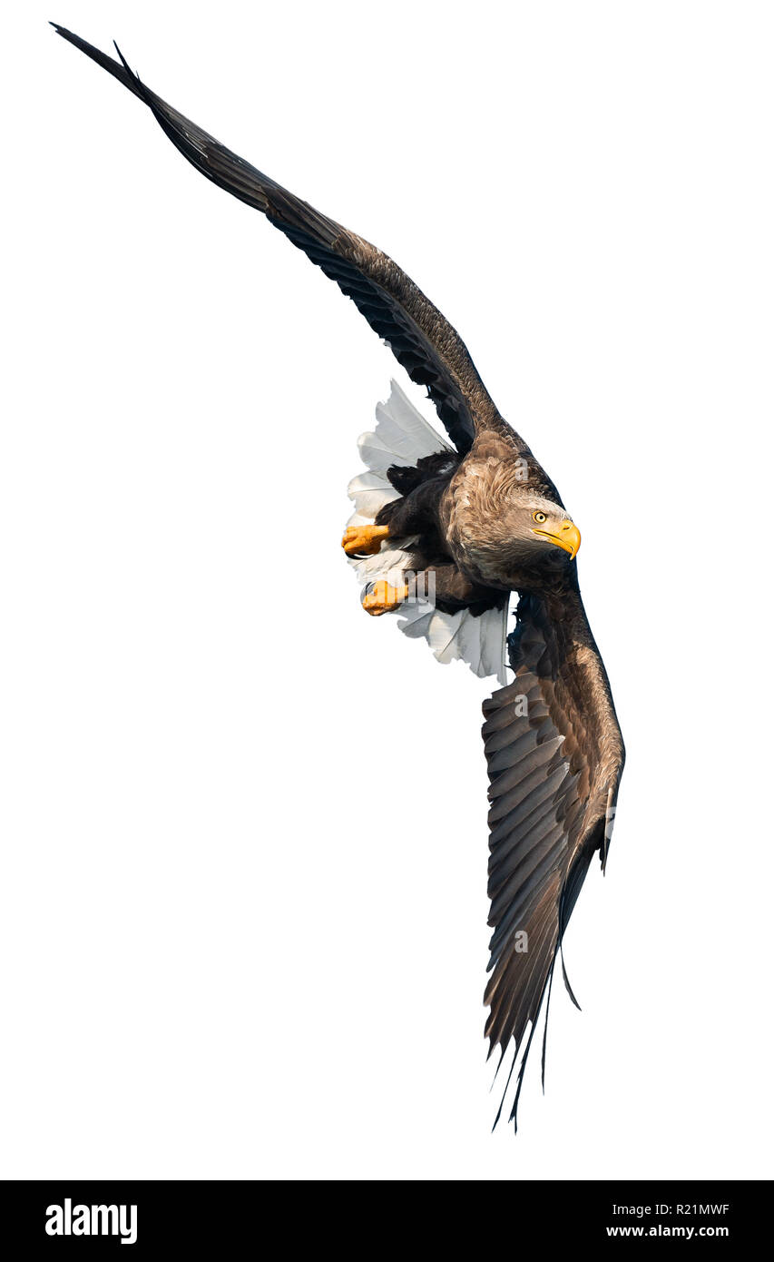 À queue blanche adultes en vol. Vue de face. Isolé sur fond blanc. Nom scientifique : Haliaeetus albicilla, également connu sous le nom de ern, erne, eag gris Banque D'Images