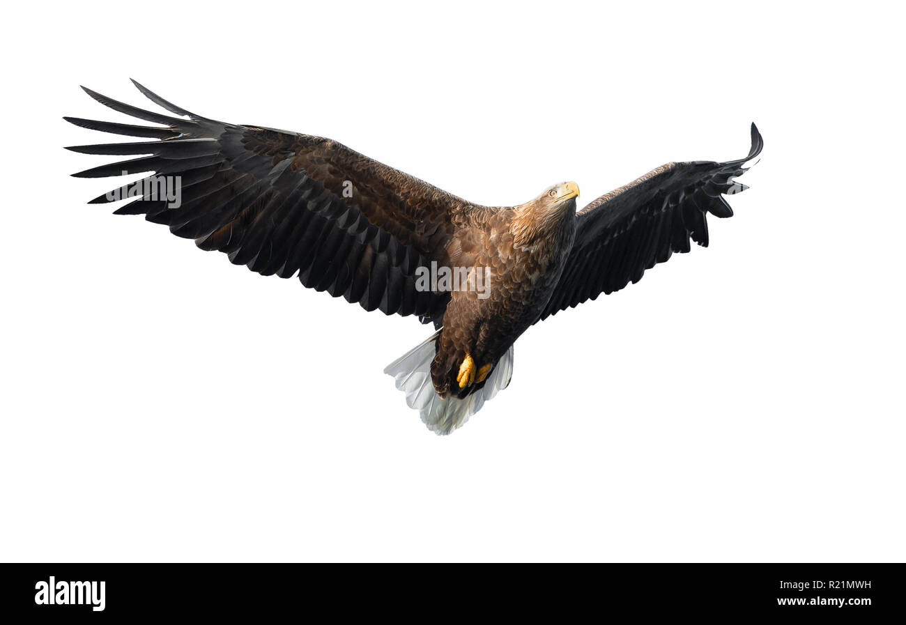 À queue blanche adultes en vol. Vue de face. Isolé sur fond blanc. Nom scientifique : Haliaeetus albicilla, également connu sous le nom de ern, erne, eag gris Banque D'Images