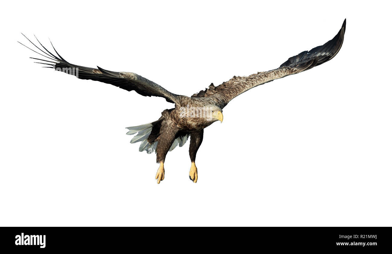 À queue blanche adultes en vol. Vue de face. Isolé sur fond blanc. Nom scientifique : Haliaeetus albicilla, également connu sous le nom de ern, erne, eag gris Banque D'Images