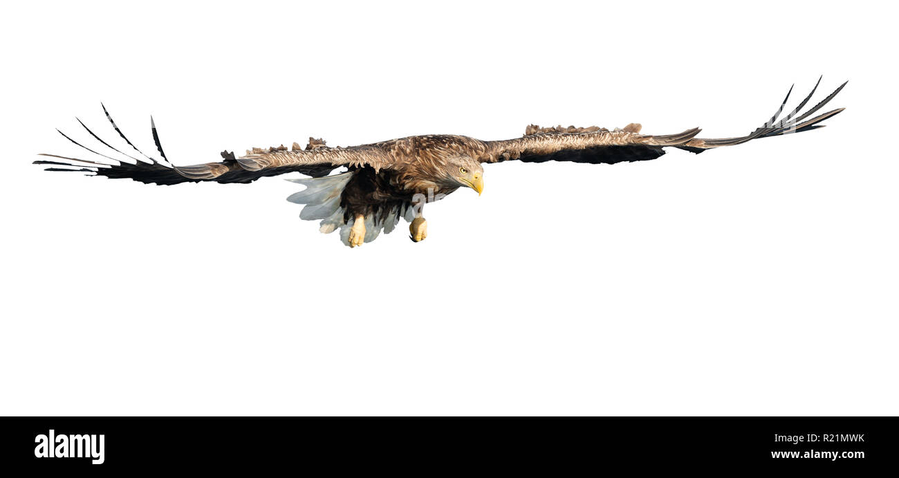 À queue blanche adultes en vol. Vue de face. Isolé sur fond blanc. Nom scientifique : Haliaeetus albicilla, également connu sous le nom de ern, erne, eag gris Banque D'Images