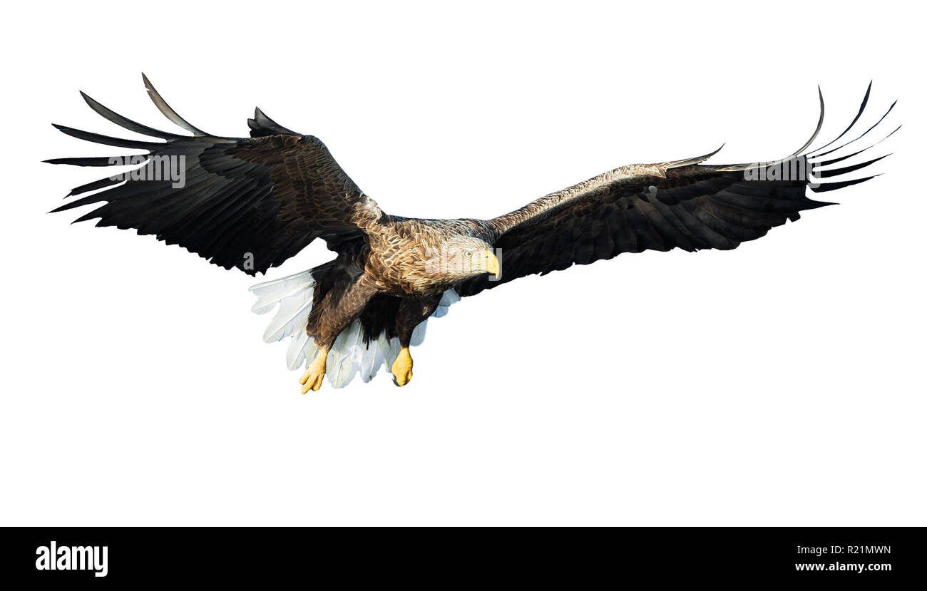 À queue blanche adultes en vol. Isolé sur fond blanc. Nom scientifique : Haliaeetus albicilla, également connu sous le nom de l'ern, erne, gray eagle, Eura Banque D'Images