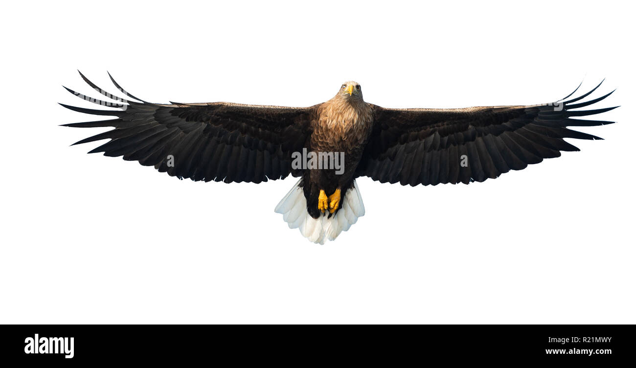 À queue blanche adultes en vol. Vue de face. Isolé sur fond blanc. Nom scientifique : Haliaeetus albicilla, également connu sous le nom de ern, erne, eag gris Banque D'Images