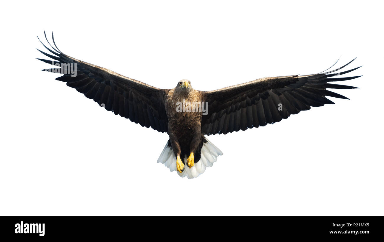 À queue blanche adultes en vol. Vue de face. Isolé sur fond blanc. Nom scientifique : Haliaeetus albicilla, également connu sous le nom de ern, erne, eag gris Banque D'Images