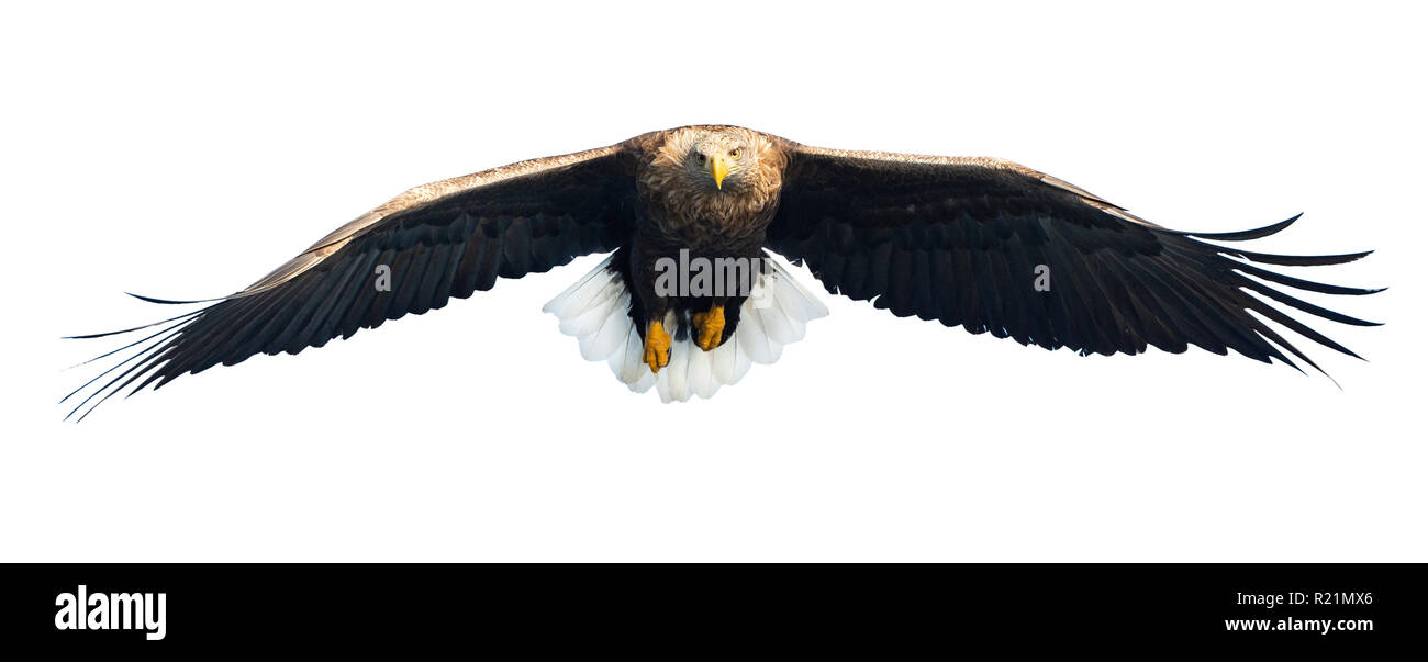 À queue blanche adultes en vol. Vue de face. Isolé sur fond blanc. Nom scientifique : Haliaeetus albicilla, également connu sous le nom de ern, erne, eag gris Banque D'Images