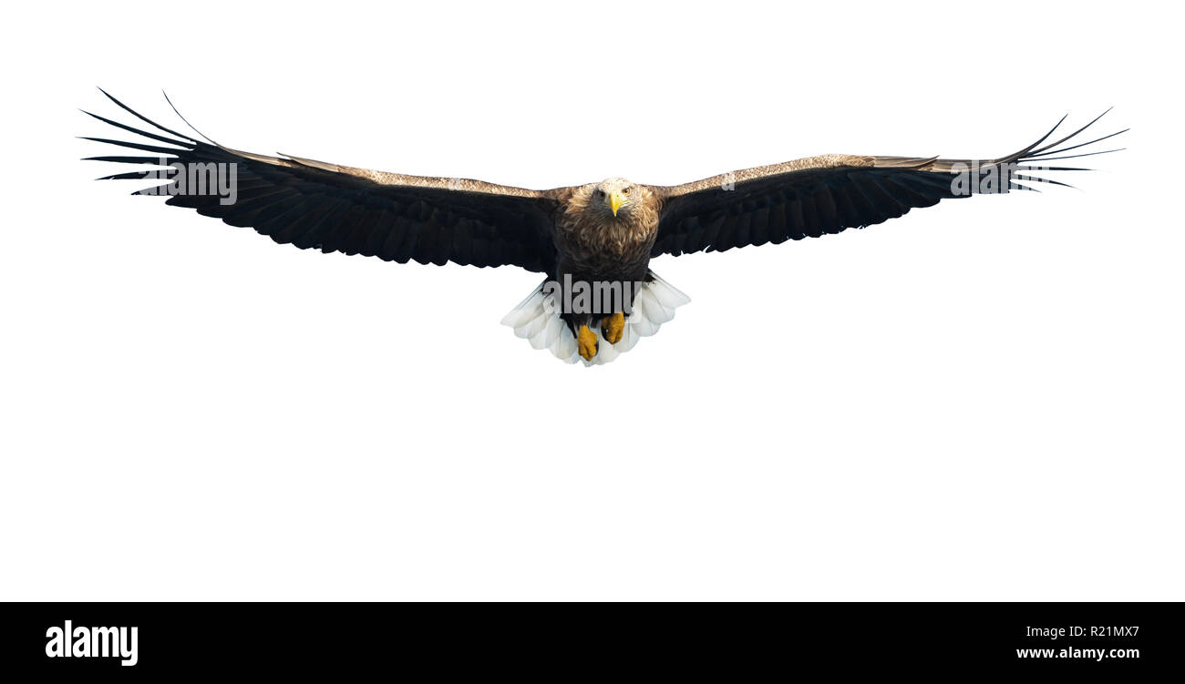 À queue blanche adultes en vol. Vue de face. Isolé sur fond blanc. Nom scientifique : Haliaeetus albicilla, également connu sous le nom de ern, erne, eag gris Banque D'Images