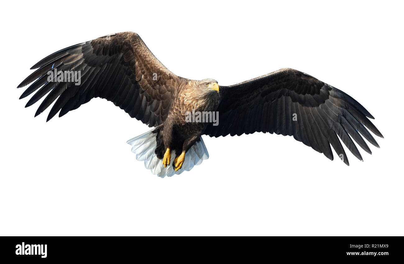 À queue blanche adultes en vol. Vue de face. Isolé sur fond blanc. Nom scientifique : Haliaeetus albicilla, également connu sous le nom de ern, erne, eag gris Banque D'Images