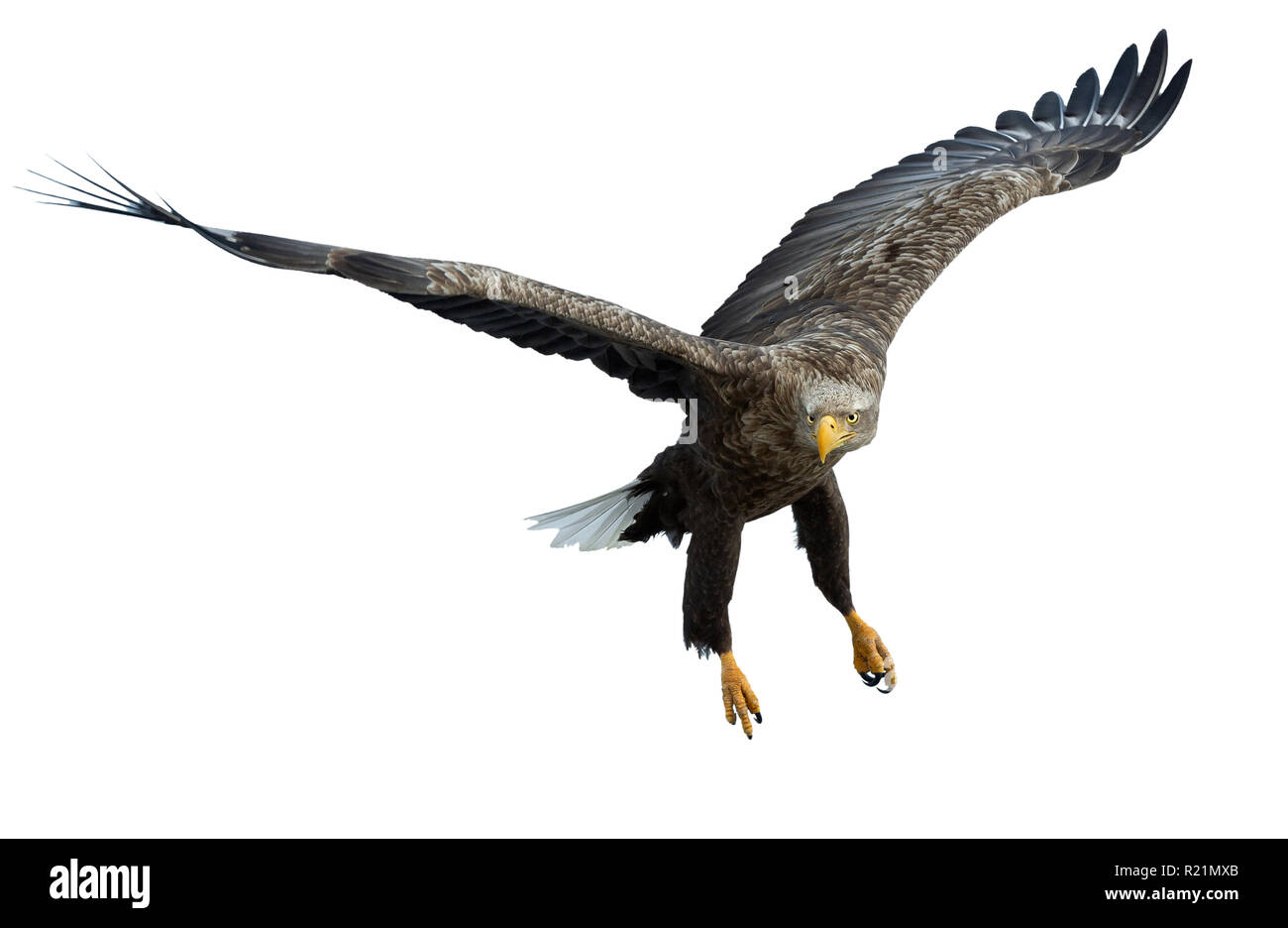 À queue blanche adultes en vol. Vue de face. Isolé sur fond blanc. Nom scientifique : Haliaeetus albicilla, également connu sous le nom de ern, erne, eag gris Banque D'Images