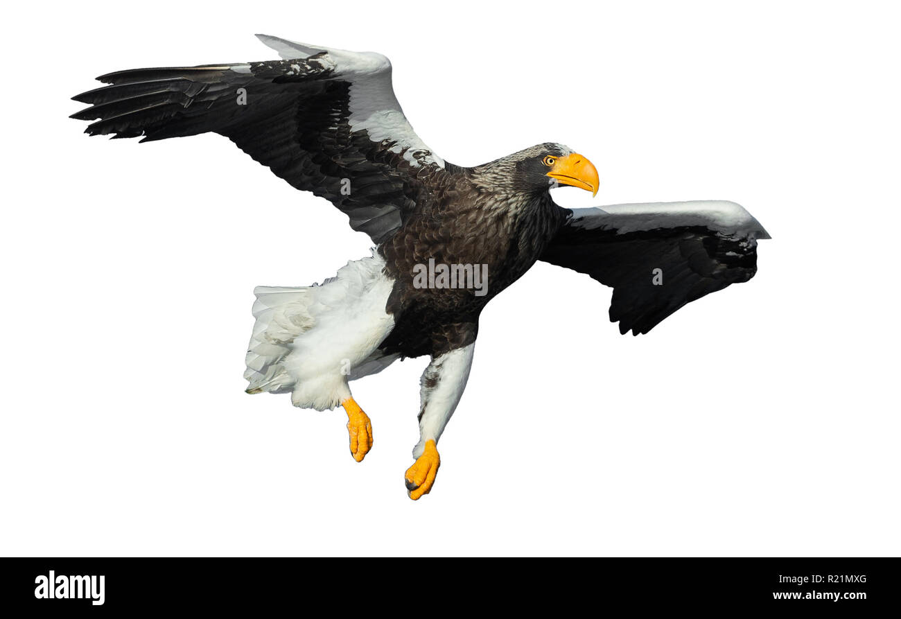 L'aigle de mer de Steller adultes en vol. Nom scientifique : Haliaeetus pelagicus. Isolé sur fond blanc. Banque D'Images