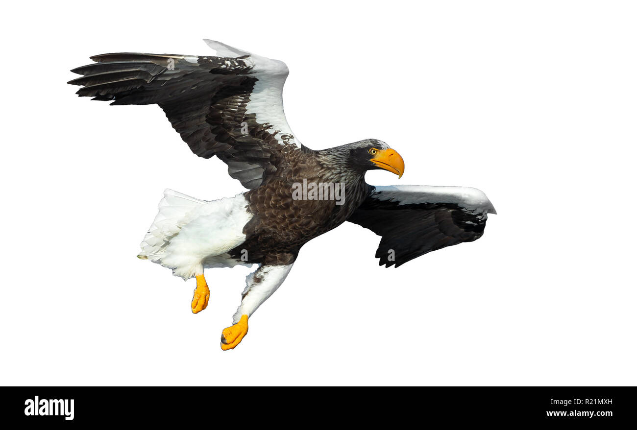 L'aigle de mer de Steller adultes en vol. Nom scientifique : Haliaeetus pelagicus. Isolé sur fond blanc. Banque D'Images