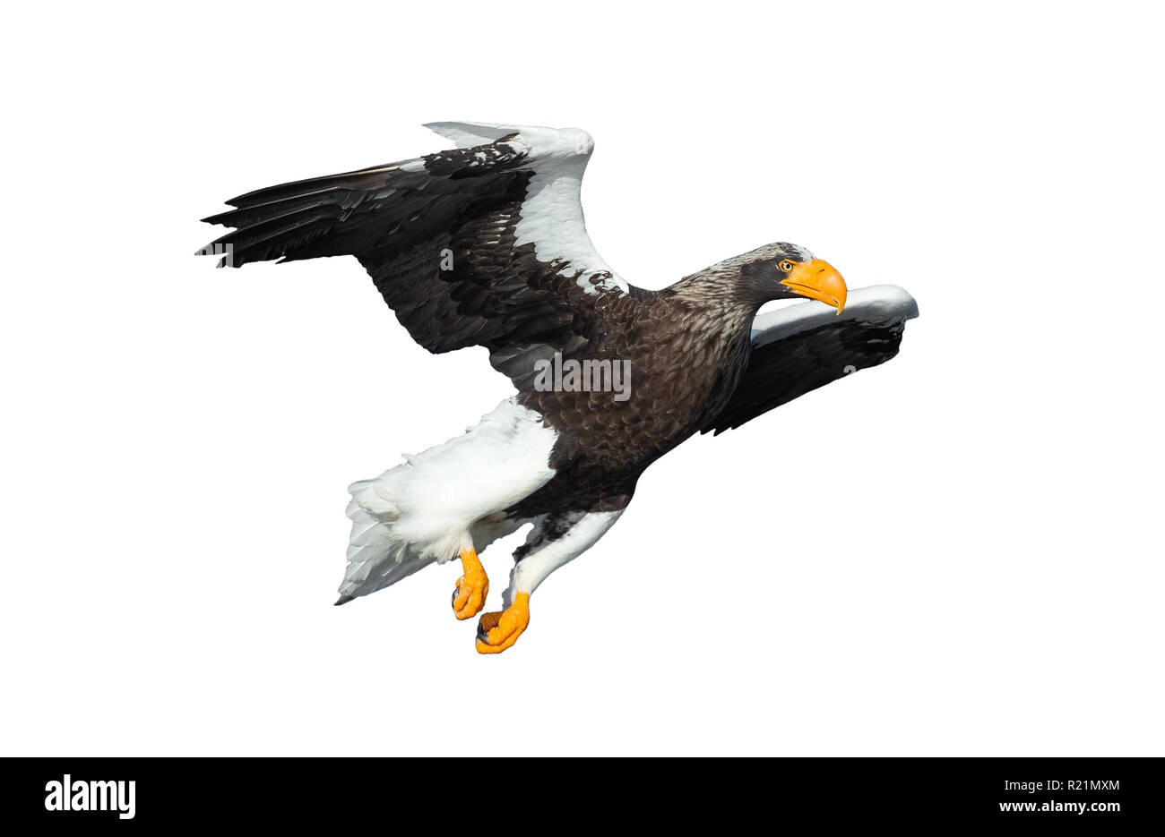 L'aigle de mer de Steller adultes en vol. Nom scientifique : Haliaeetus pelagicus. Isolé sur fond blanc. Banque D'Images