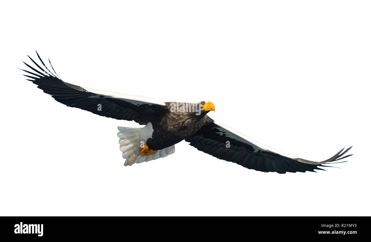 L'aigle de mer de Steller adultes en vol. Nom scientifique : Haliaeetus pelagicus. Isolé sur fond blanc. Banque D'Images