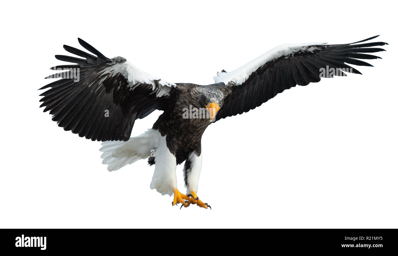 L'aigle de mer de Steller adultes en vol. Nom scientifique : Haliaeetus pelagicus. Isolé sur fond blanc. Banque D'Images