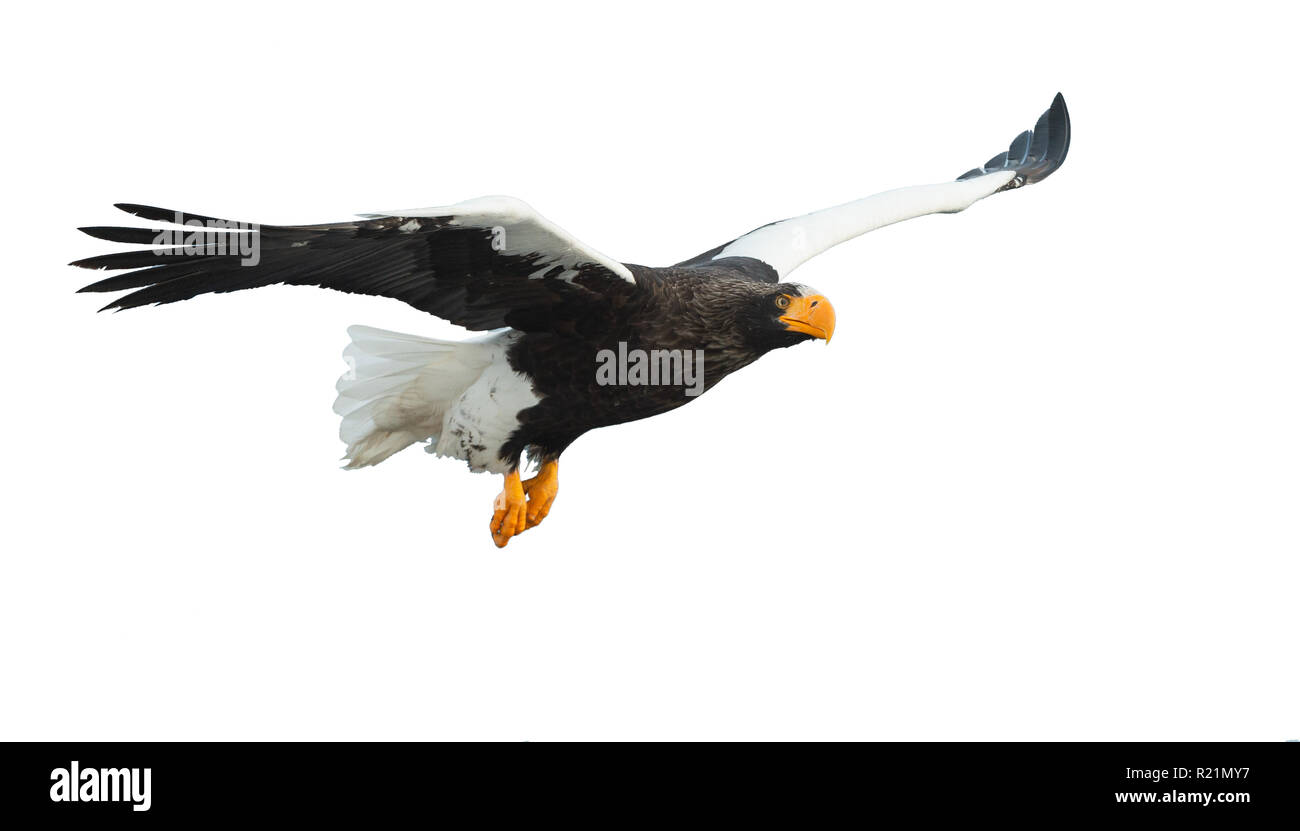 L'aigle de mer de Steller adultes en vol. Nom scientifique : Haliaeetus pelagicus. Isolé sur fond blanc. Banque D'Images