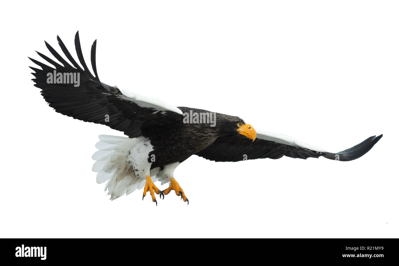 L'aigle de mer de Steller adultes en vol. Nom scientifique : Haliaeetus pelagicus. Isolé sur fond blanc. Banque D'Images