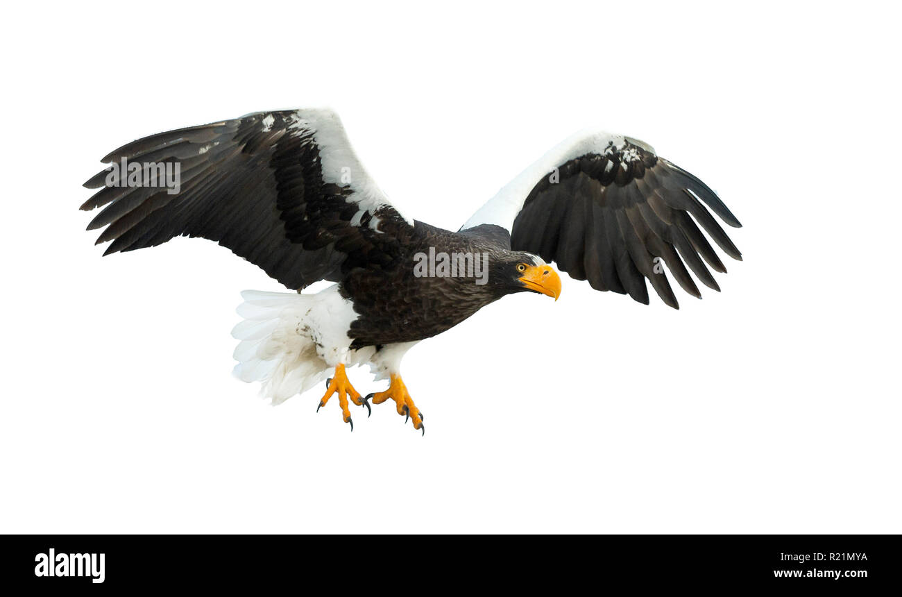 L'aigle de mer de Steller adultes en vol. Nom scientifique : Haliaeetus pelagicus. Isolé sur fond blanc. Banque D'Images