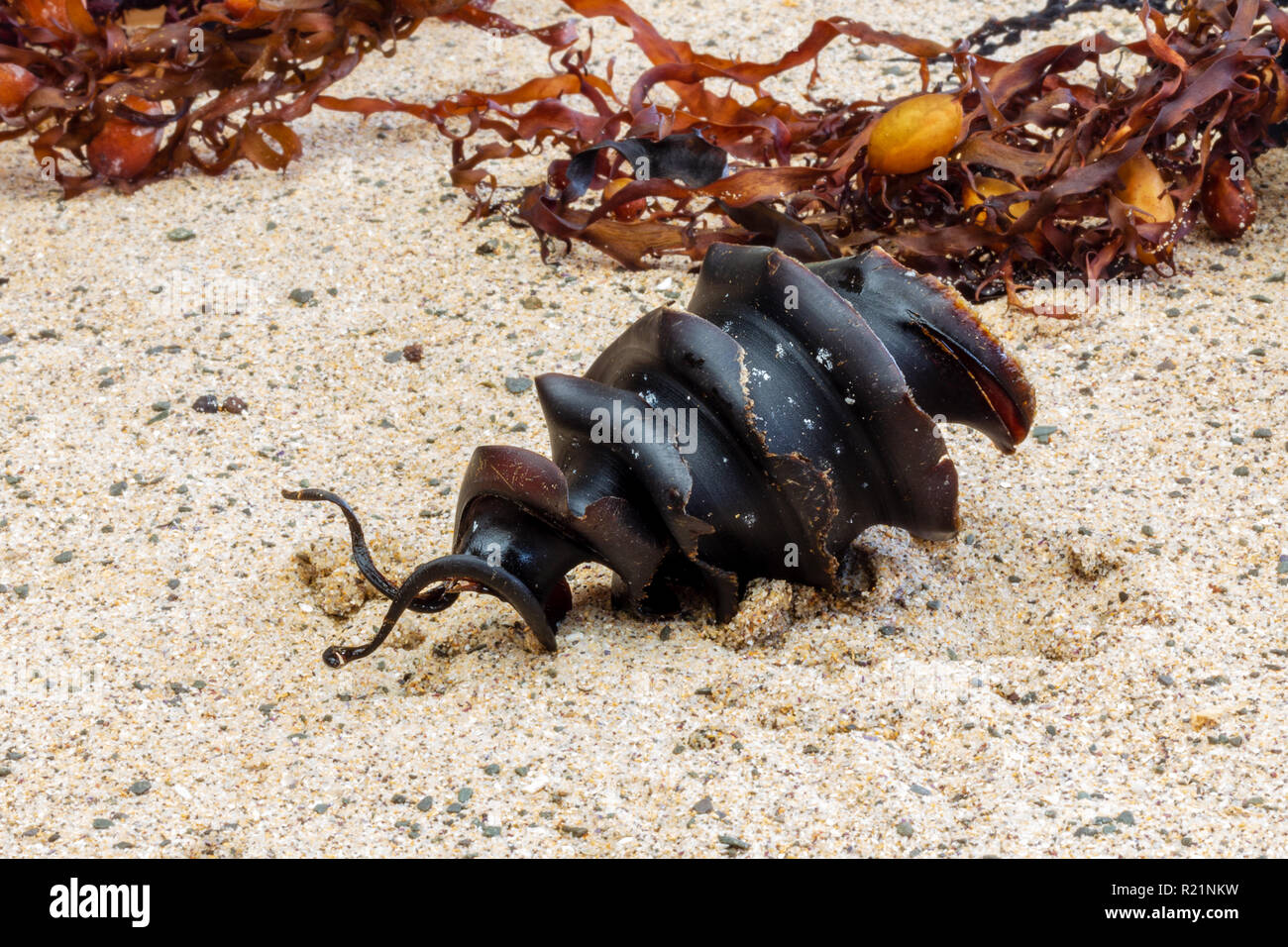 Oeufs de requins en spirale un Port Jackson Heterodontus portusjacksoni, requin trouvé des oeufs sur la plage, NSW, Australie Banque D'Images